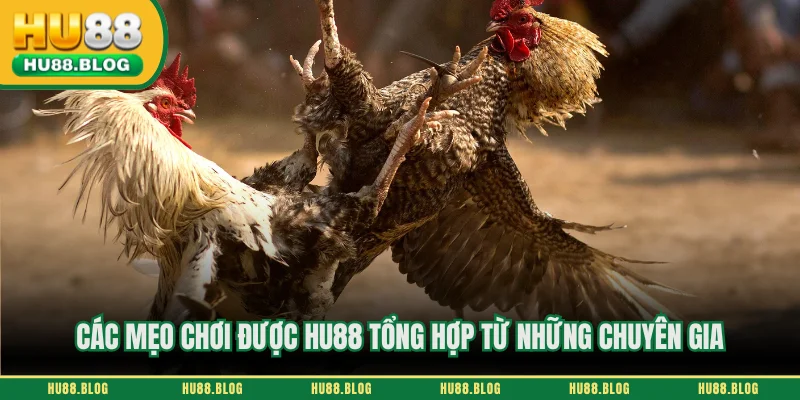 Các mẹo chơi được HU88 tổng hợp từ những chuyên gia