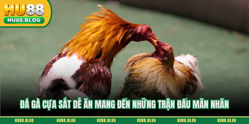 Đá gà cựa sắt dễ ăn mang đến những trận đấu mãn nhãn