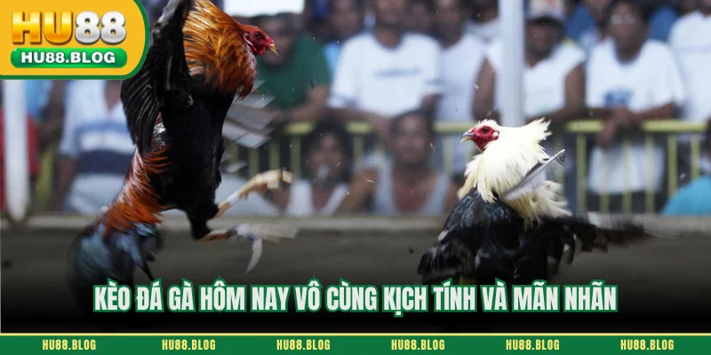 Kèo đá gà hôm nay vô cùng kịch tính và mãn nhãn