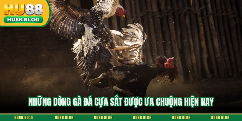 Những dòng gà đá cựa sắt được ưa chuộng hiện nay