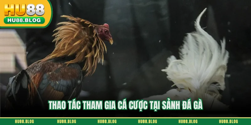 Thao tác tham gia cá cược tại sảnh đá gà